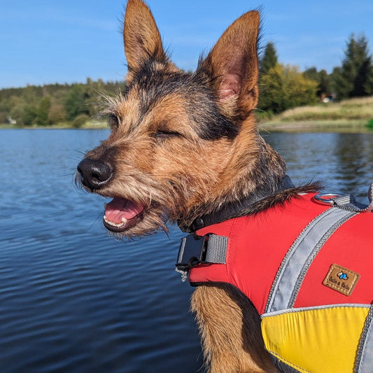 Camping mit Hund: Der ultimative Guide für entspannte Tage (inkl. Packliste)